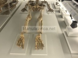 Tumba de la Almoloya 2022